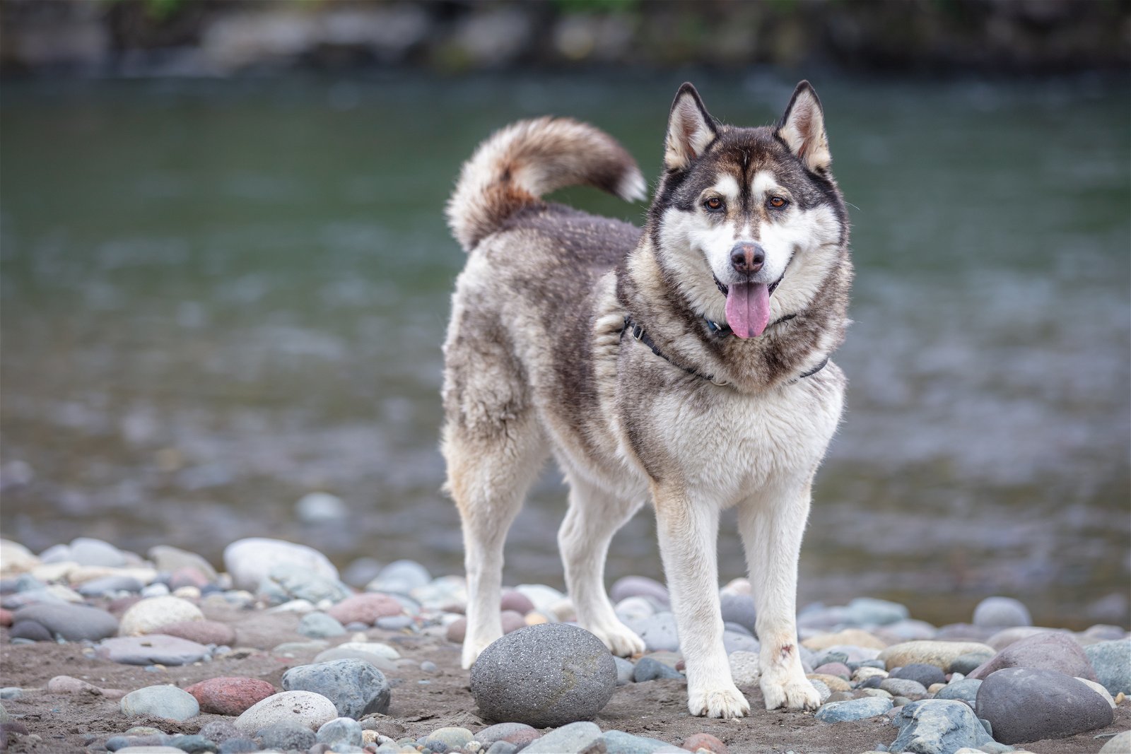 KANGA, an adoptable Alaskan Malamute in Seattle, WA, 98175 | Photo Image 2