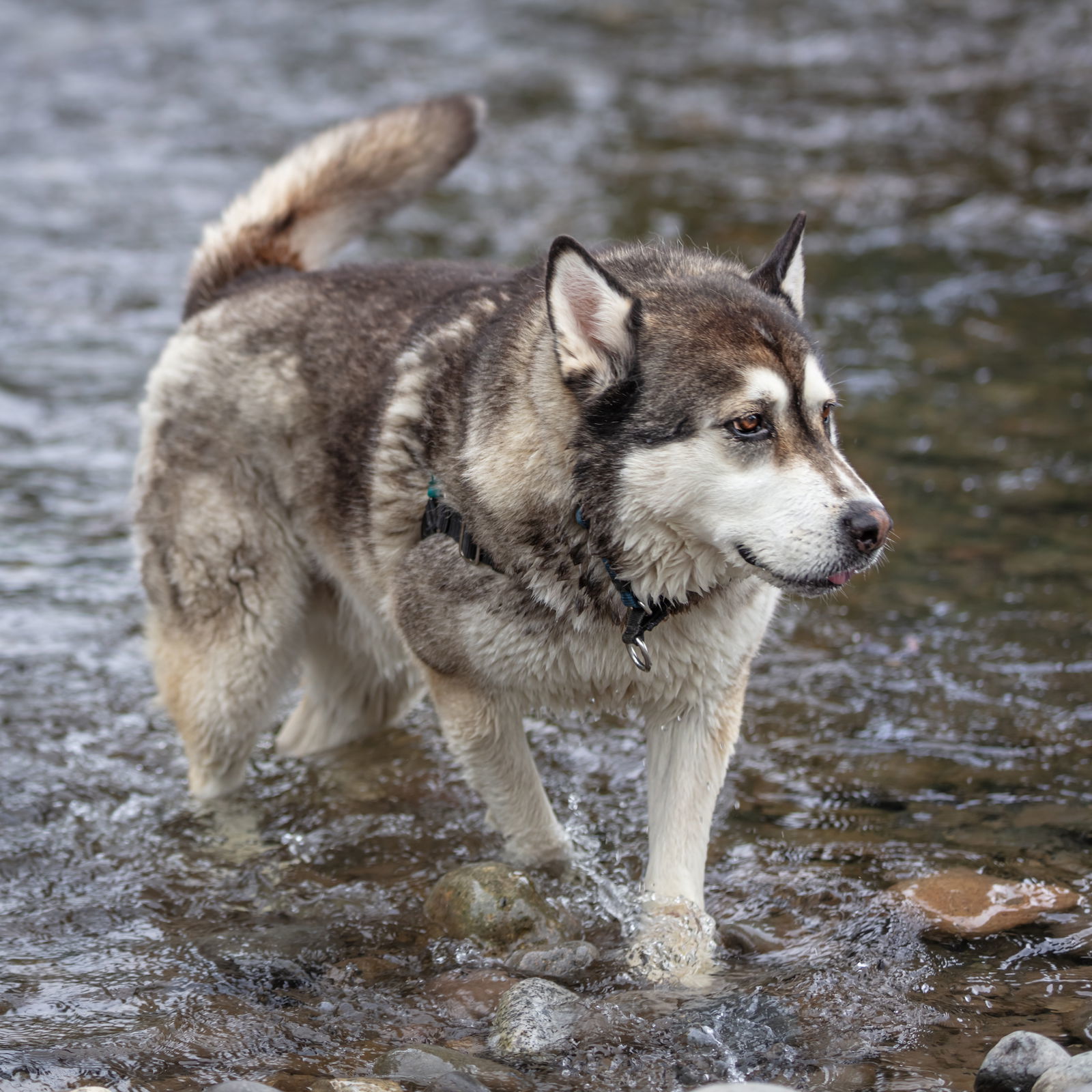 KANGA, an adoptable Alaskan Malamute in Seattle, WA, 98175 | Photo Image 3