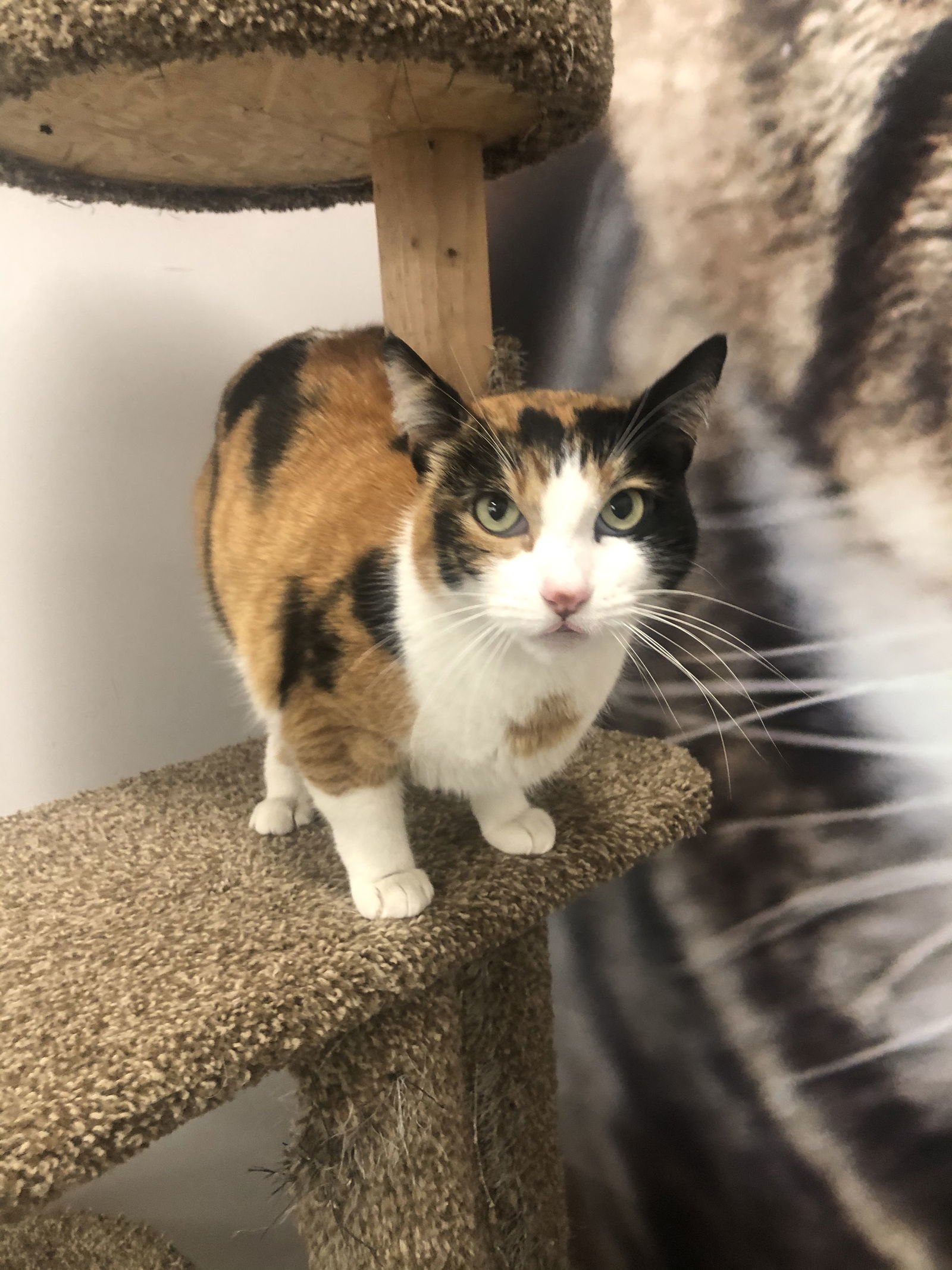 Gypsy, an adoptable Domestic Short Hair, Calico in Los Alamitos, CA, 90720 | Photo Image 1