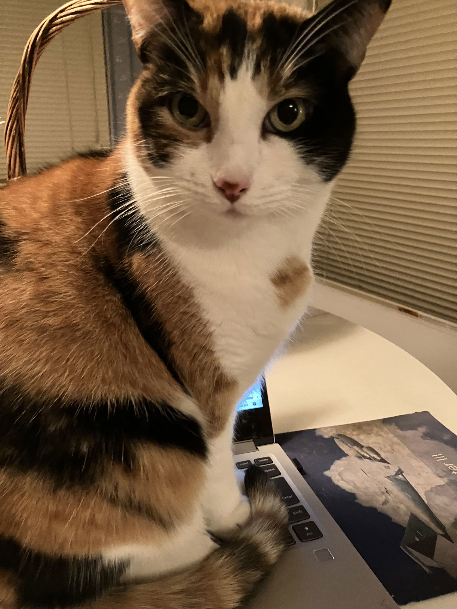 Gypsy, an adoptable Domestic Short Hair, Calico in Los Alamitos, CA, 90720 | Photo Image 1