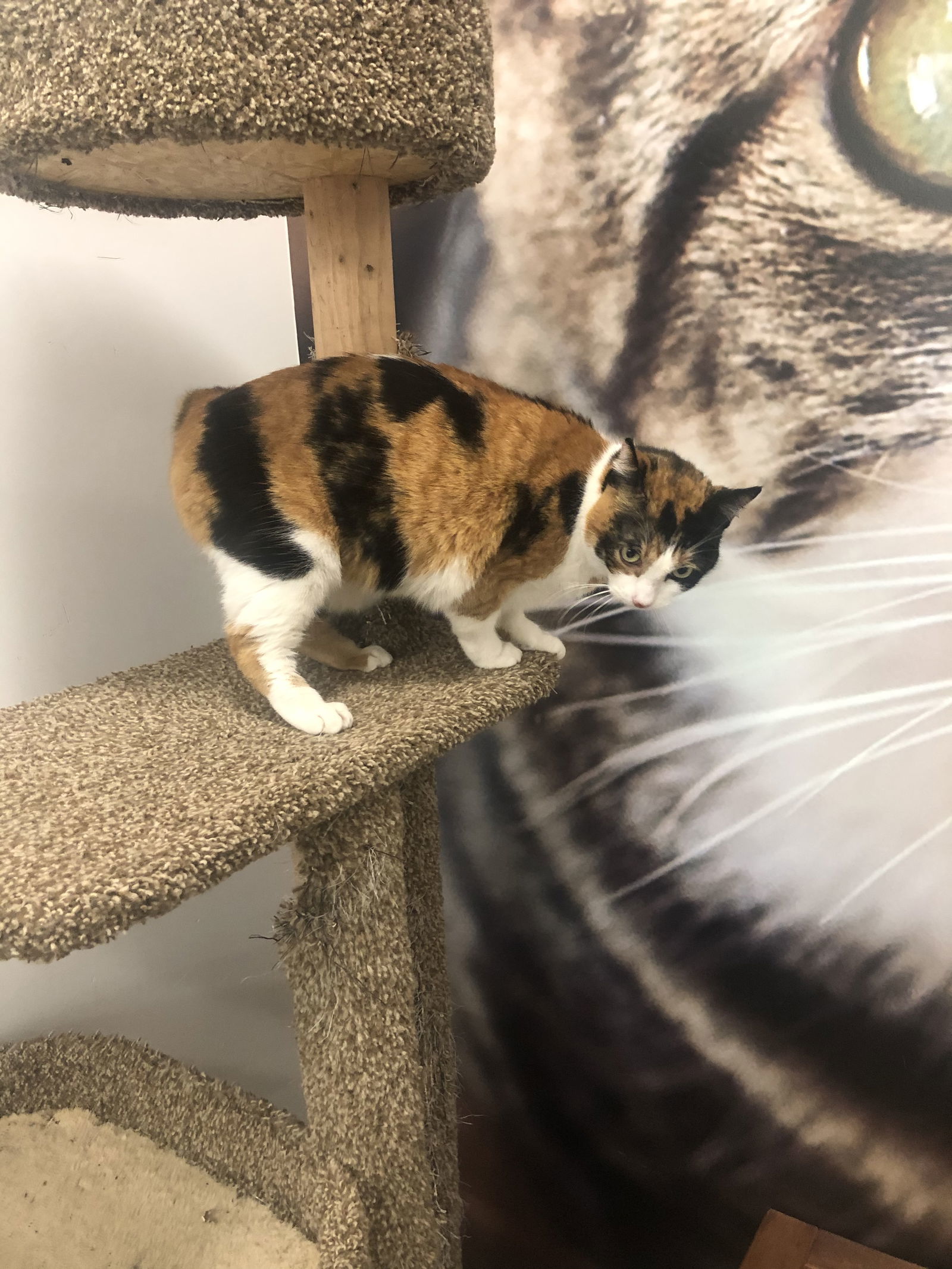 Gypsy, an adoptable Domestic Short Hair, Calico in Los Alamitos, CA, 90720 | Photo Image 2