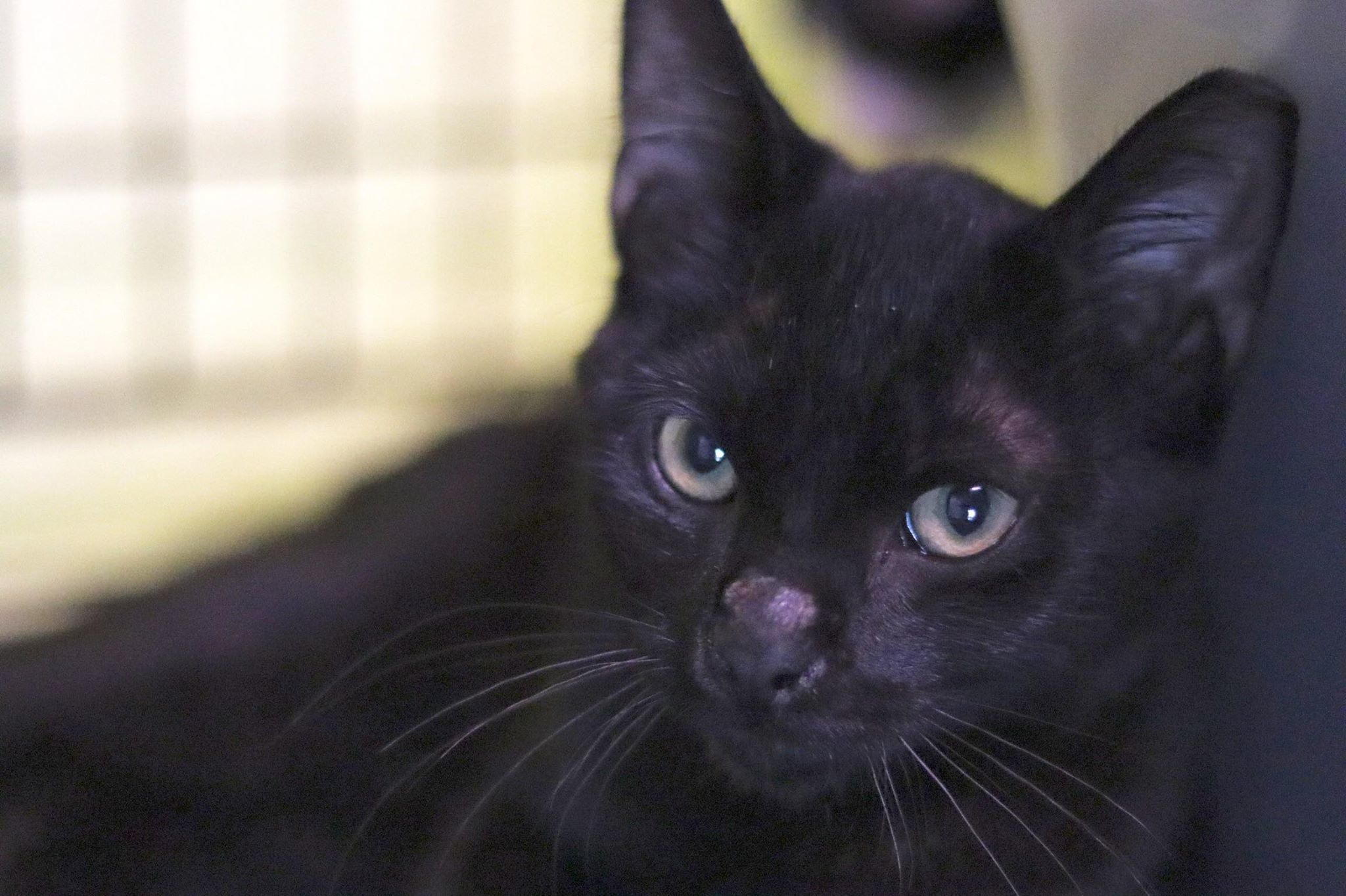 Dar Delray 0220 bonded w Grayson, an adoptable Domestic Short Hair in West Bloomfield, MI, 48325 | Photo Image 2