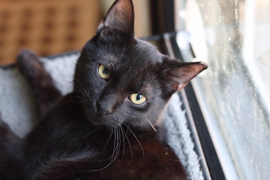 Dar Delray 0220 bonded w Grayson, an adoptable Domestic Short Hair in West Bloomfield, MI, 48325 | Photo Image 3