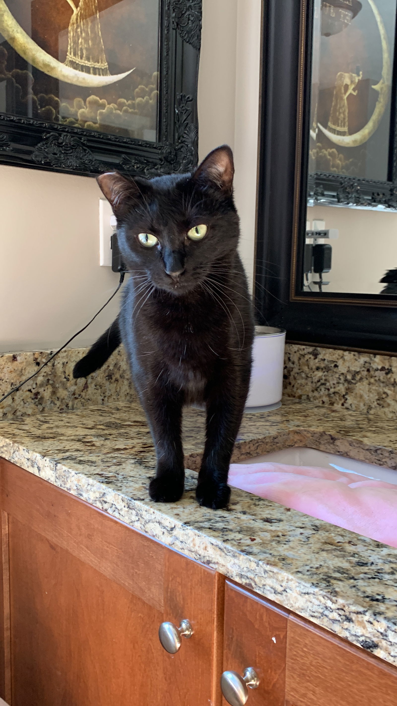 Cole(Coal), an adoptable Bombay, Domestic Short Hair in Buford, GA, 30518 | Photo Image 1