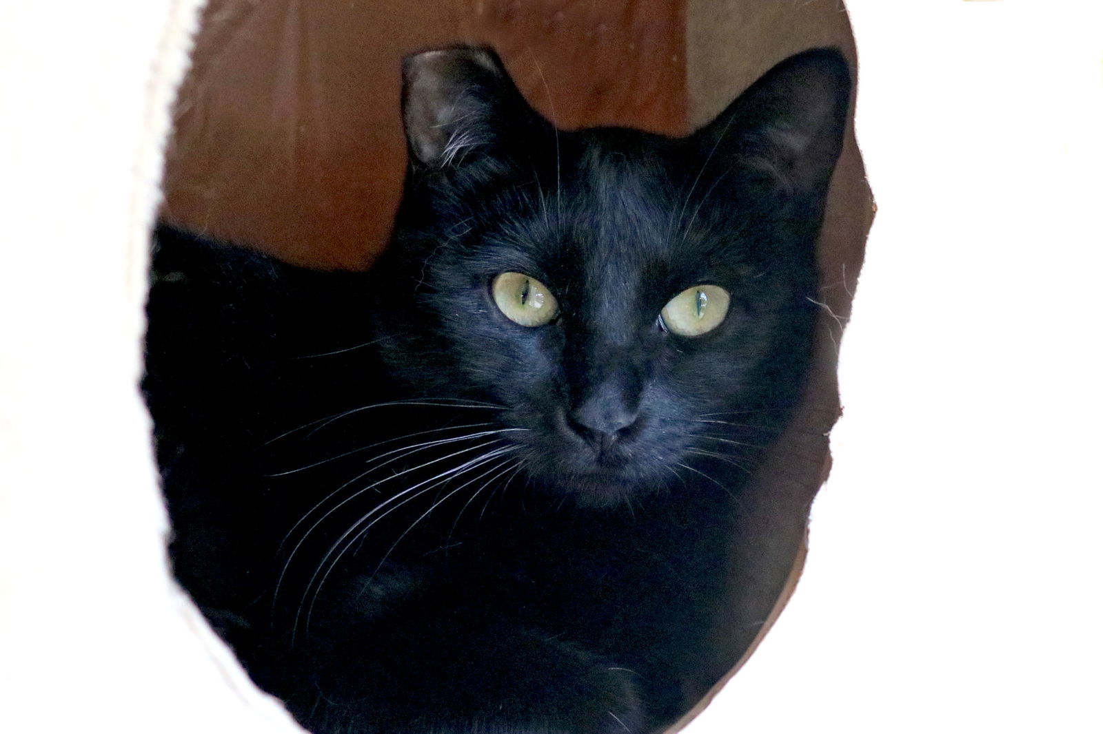 Cole(Coal), an adoptable Bombay, Domestic Short Hair in Buford, GA, 30518 | Photo Image 1