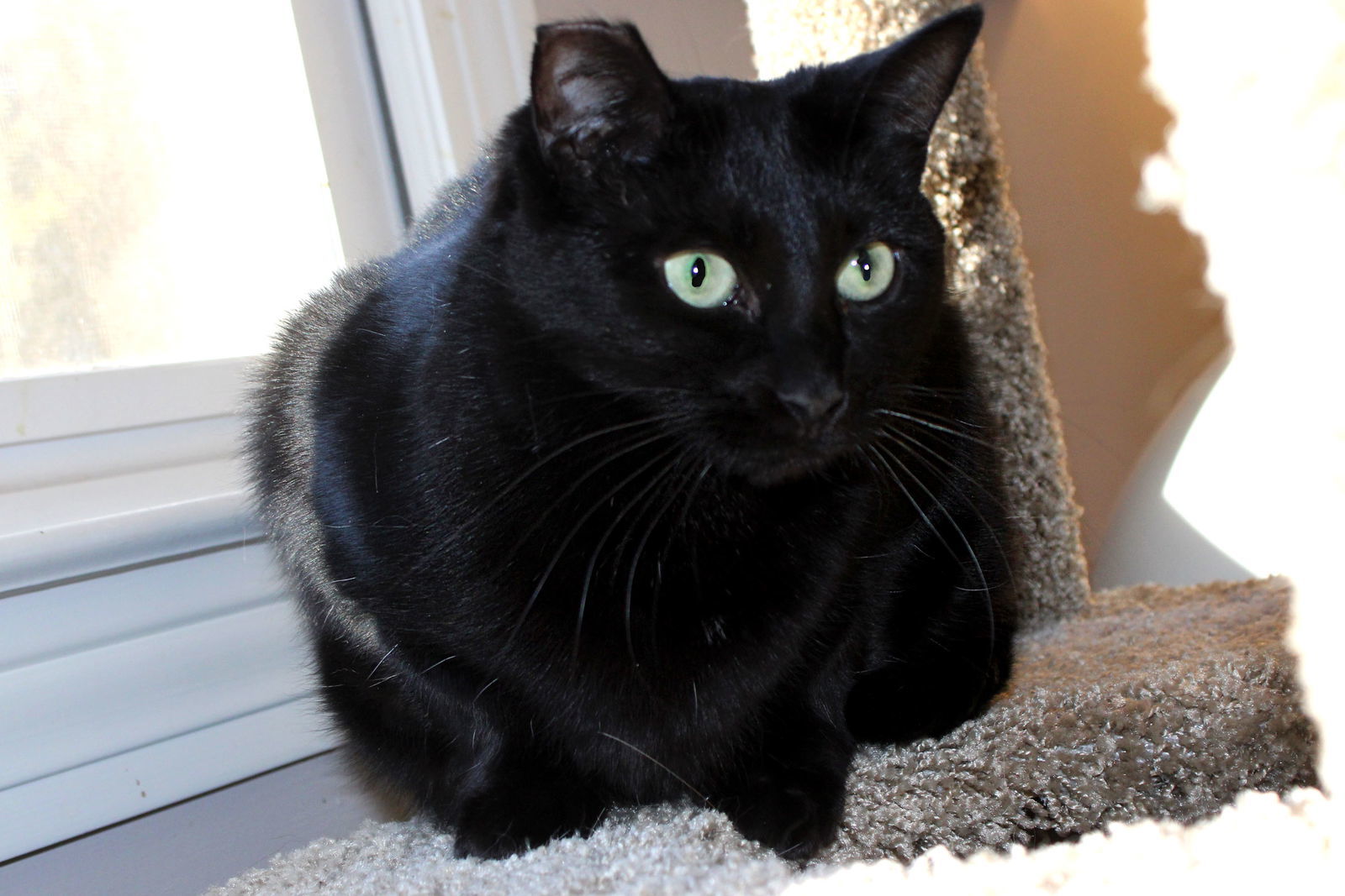 Cole(Coal), an adoptable Bombay, Domestic Short Hair in Buford, GA, 30518 | Photo Image 1