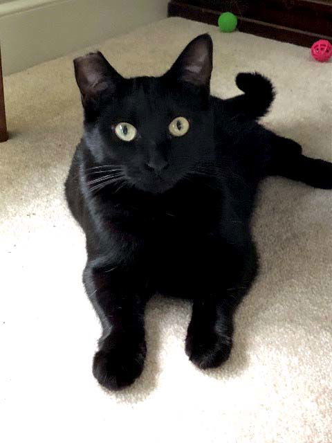 Cole(Coal), an adoptable Bombay, Domestic Short Hair in Buford, GA, 30518 | Photo Image 2