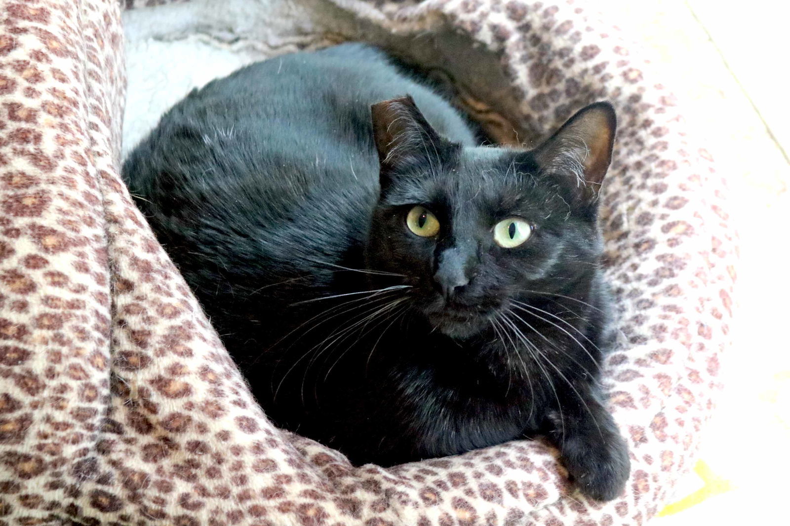 Cole(Coal), an adoptable Bombay, Domestic Short Hair in Buford, GA, 30518 | Photo Image 2