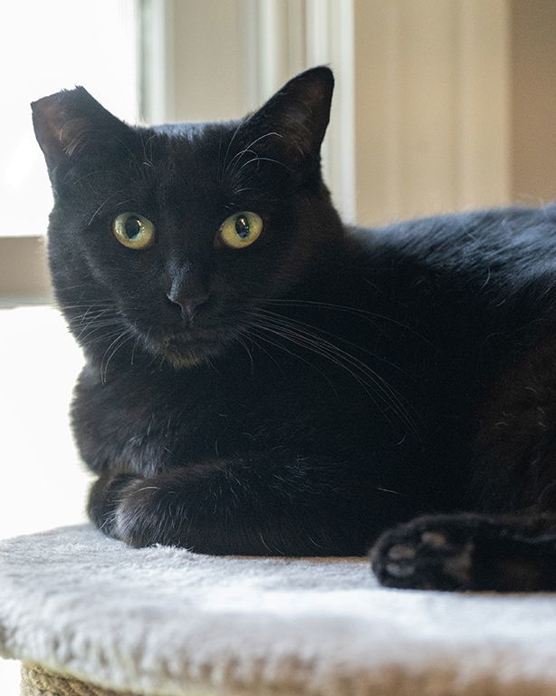 Cole(Coal), an adoptable Bombay, Domestic Short Hair in Buford, GA, 30518 | Photo Image 3