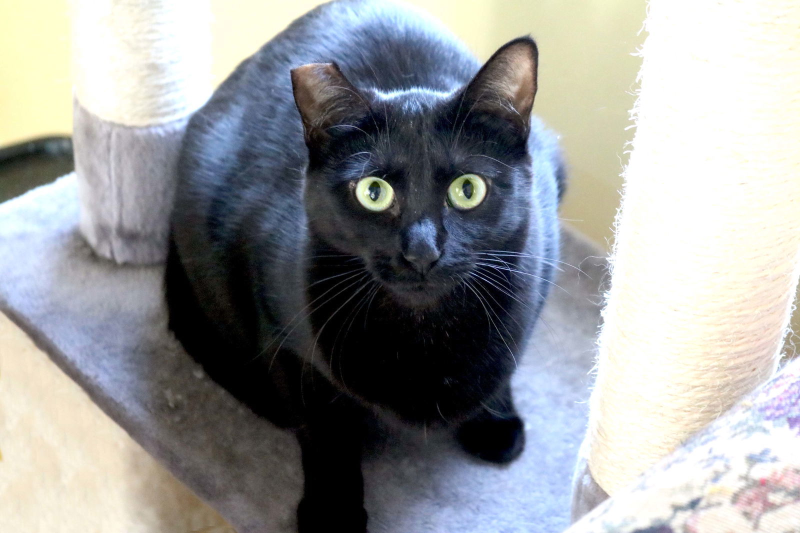 Cole(Coal), an adoptable Bombay, Domestic Short Hair in Buford, GA, 30518 | Photo Image 3