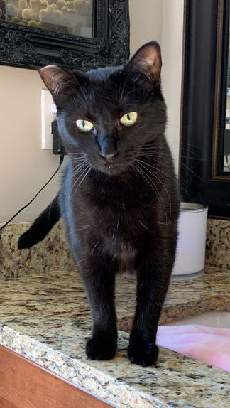 Cole(Coal), an adoptable Bombay, Domestic Short Hair in Buford, GA, 30518 | Photo Image 3