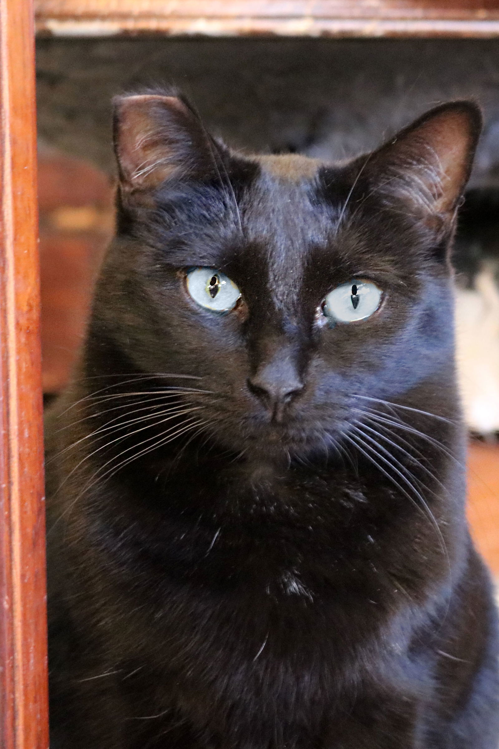 Cole(Coal), an adoptable Bombay, Domestic Short Hair in Buford, GA, 30518 | Photo Image 3