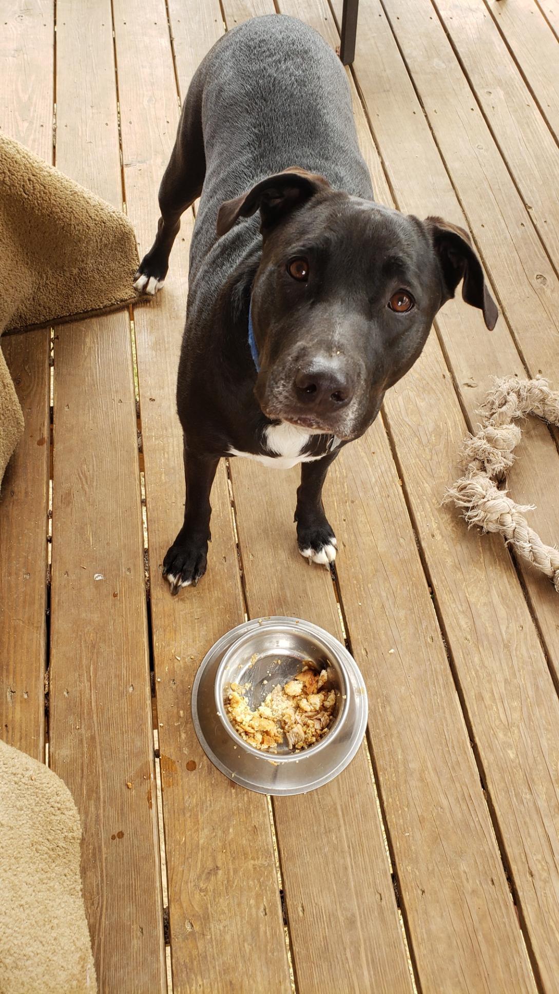 Riley, an adoptable Labrador Retriever, Pit Bull Terrier in Mount Juliet, TN, 37122 | Photo Image 1