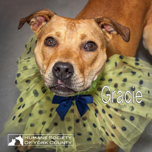 Gracie, an adoptable Terrier in Fort Mill, SC, 29715 | Photo Image 2