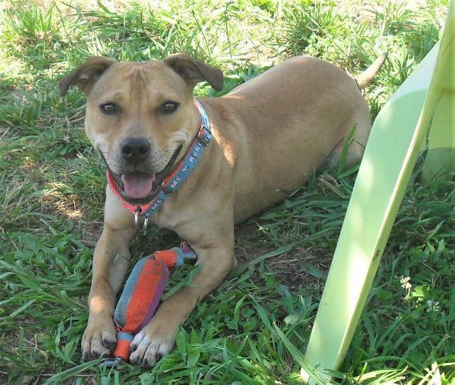 Gracie, an adoptable Terrier in Fort Mill, SC, 29715 | Photo Image 3