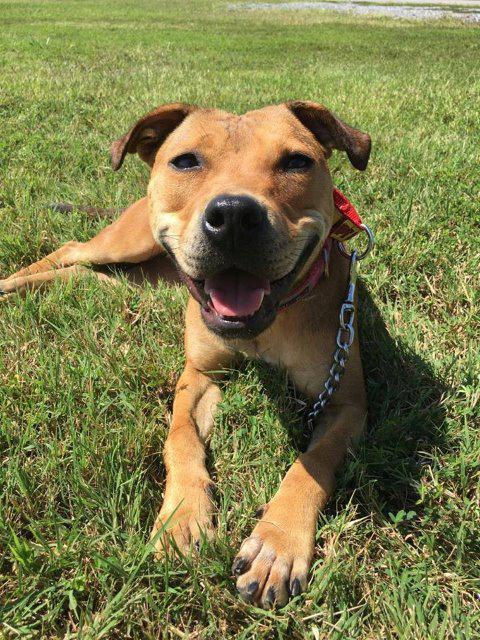 Gracie, an adoptable Terrier in Fort Mill, SC, 29715 | Photo Image 6