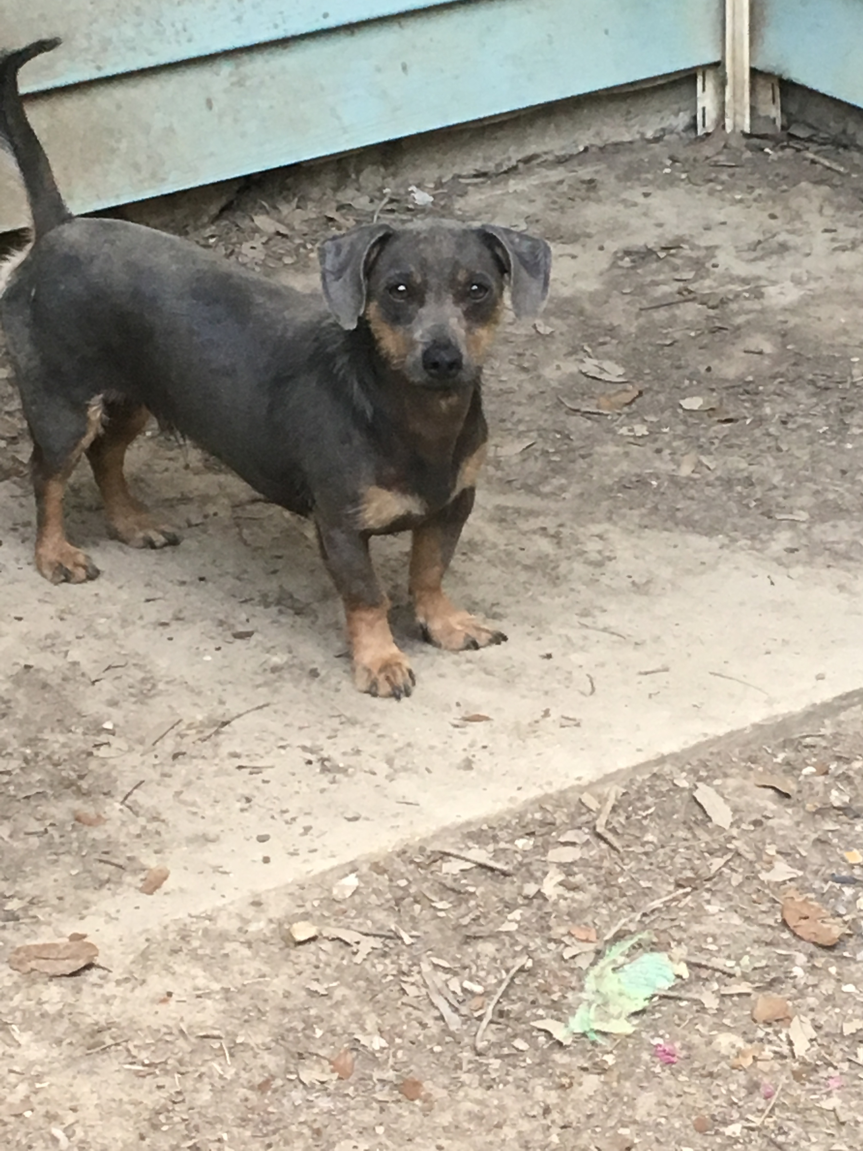 Reggie, an adoptable Dachshund in Walker, LA, 70785 | Photo Image 2