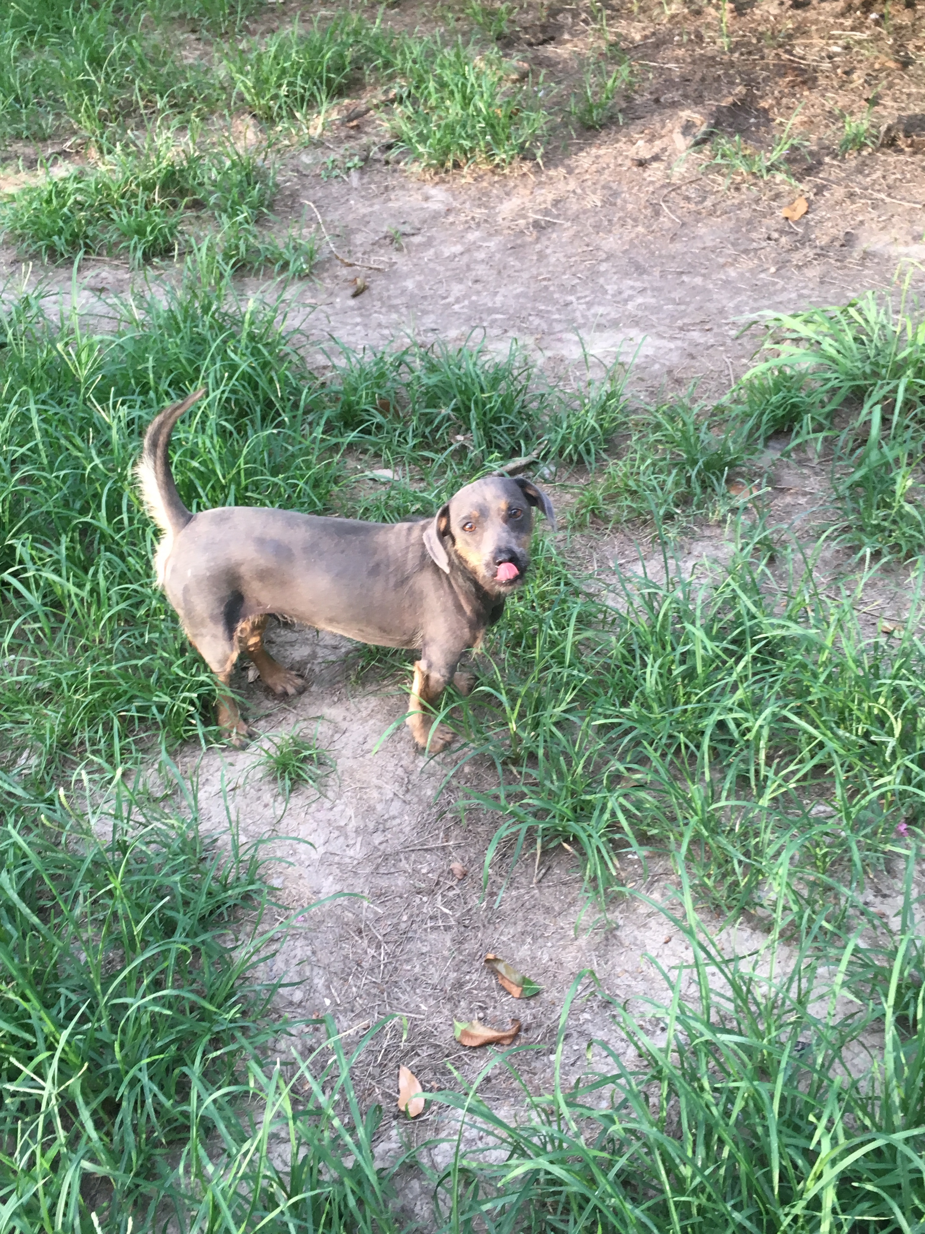 Reggie, an adoptable Dachshund in Walker, LA, 70785 | Photo Image 3