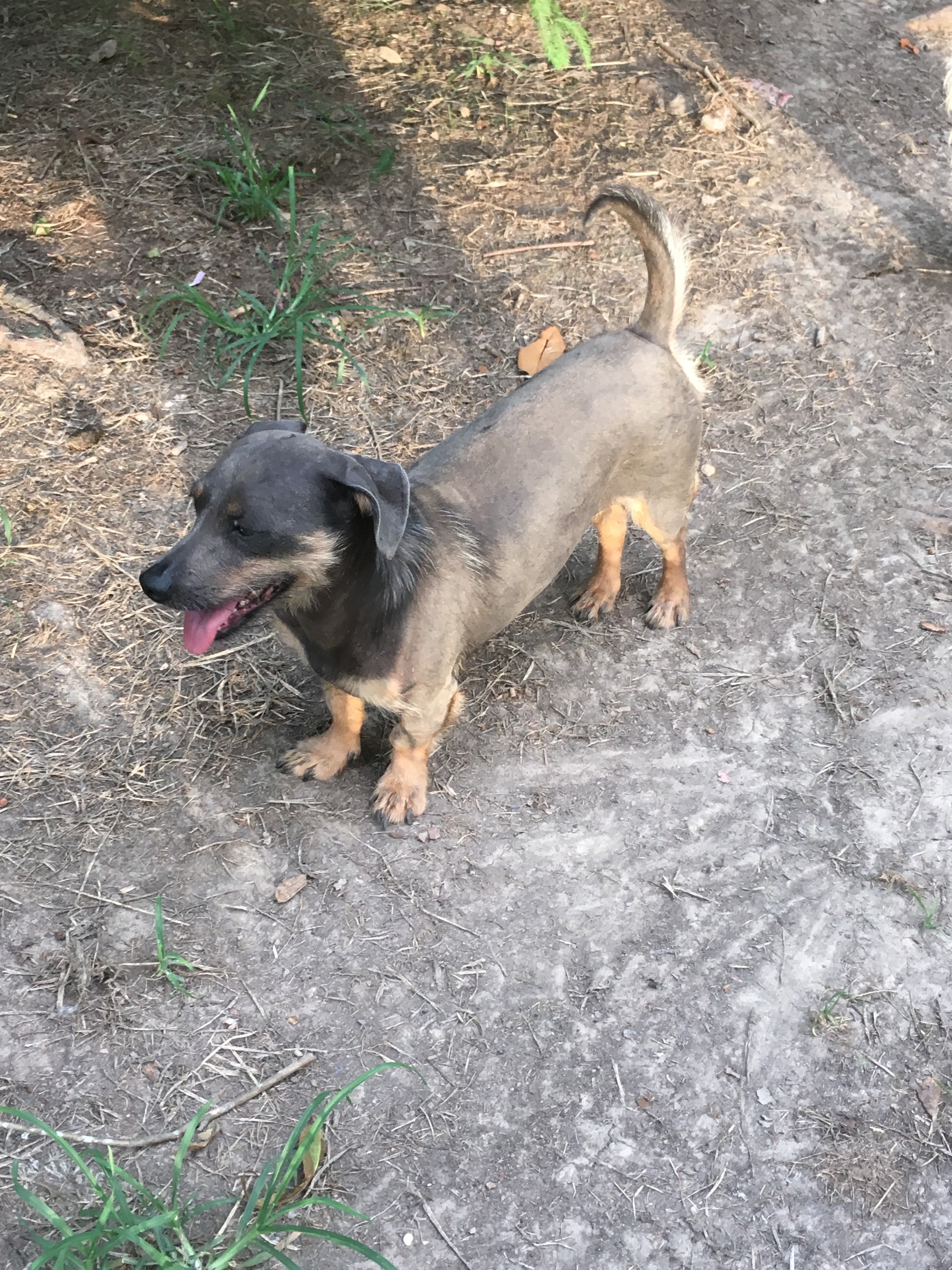 Reggie, an adoptable Dachshund in Walker, LA, 70785 | Photo Image 1