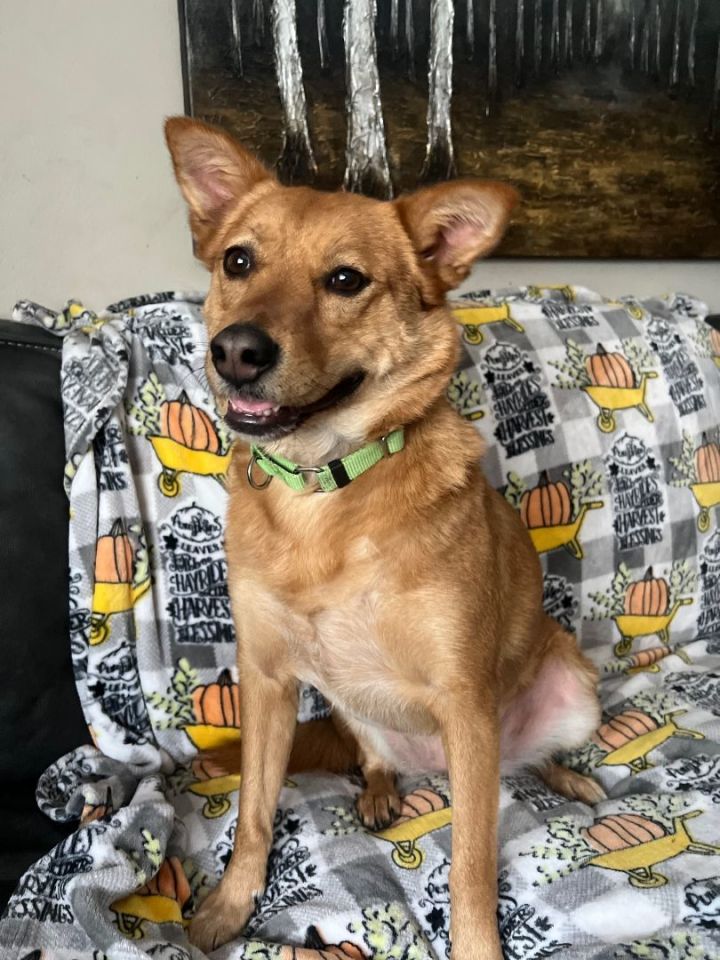 Dog for adoption - VALORA, a Husky Mix in Grand Forks, ND | Petfinder