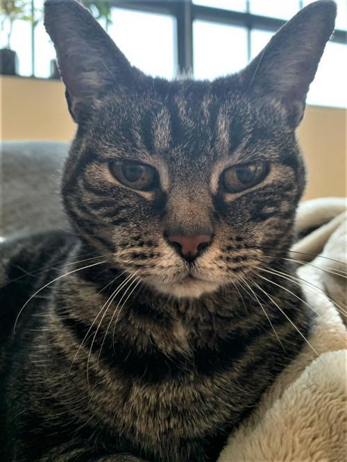 Cat for adoption - Bliss, a Domestic Short Hair Mix in ...