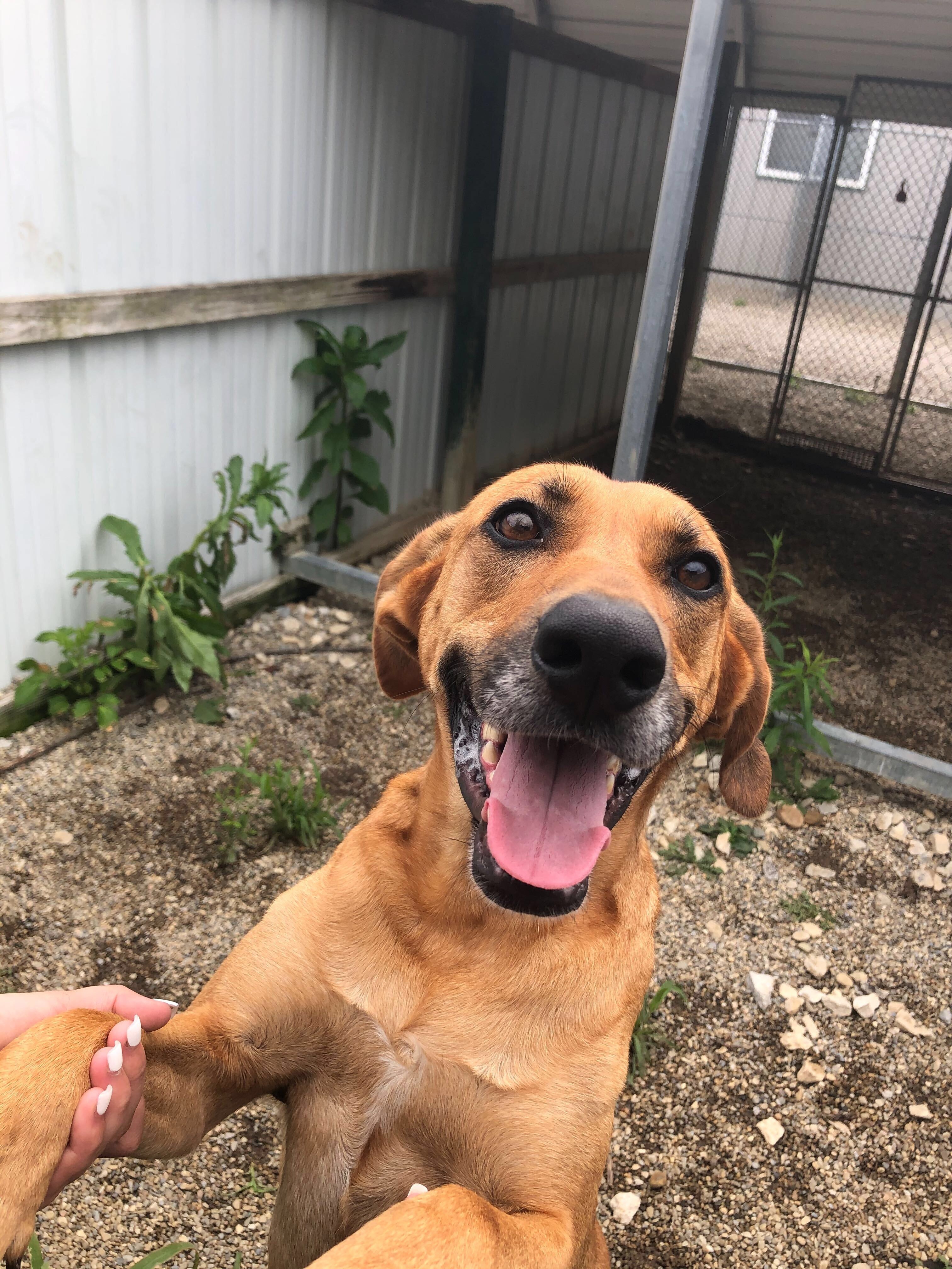 Willow, an adoptable Bloodhound in Pataskala, OH, 43062 | Photo Image 2