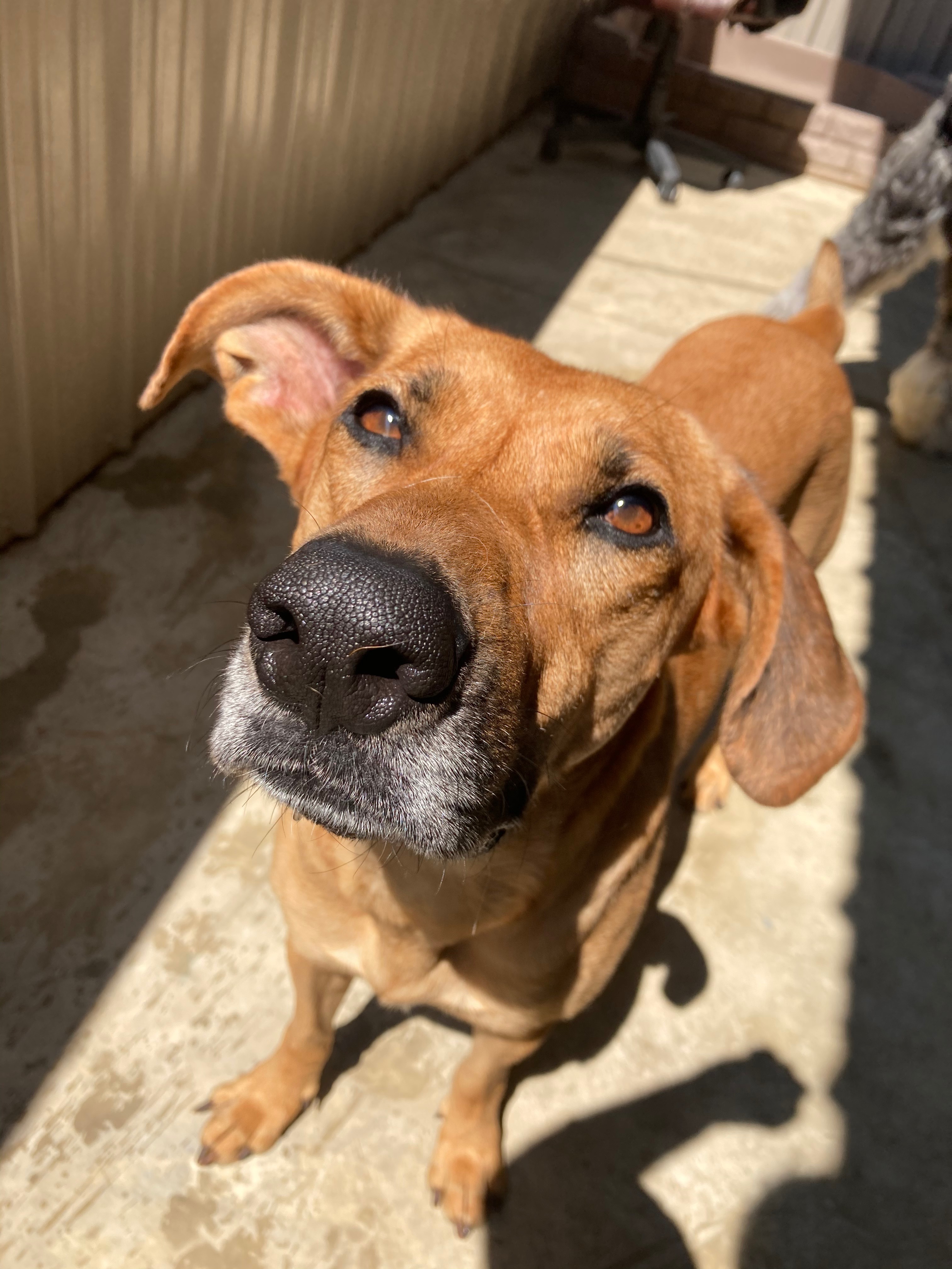 Willow, an adoptable Bloodhound in Pataskala, OH, 43062 | Photo Image 1