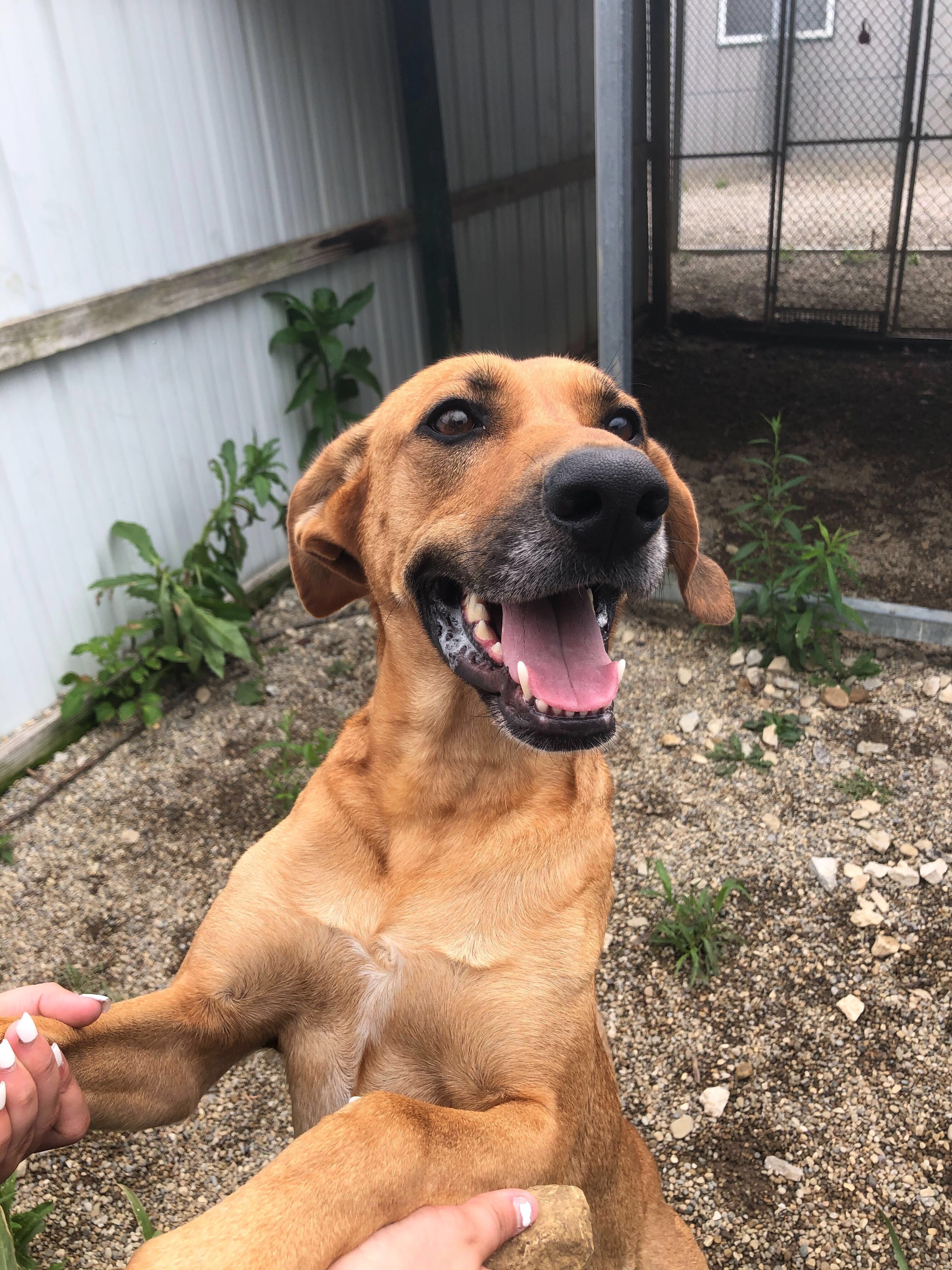 Willow, an adoptable Bloodhound in Pataskala, OH, 43062 | Photo Image 3