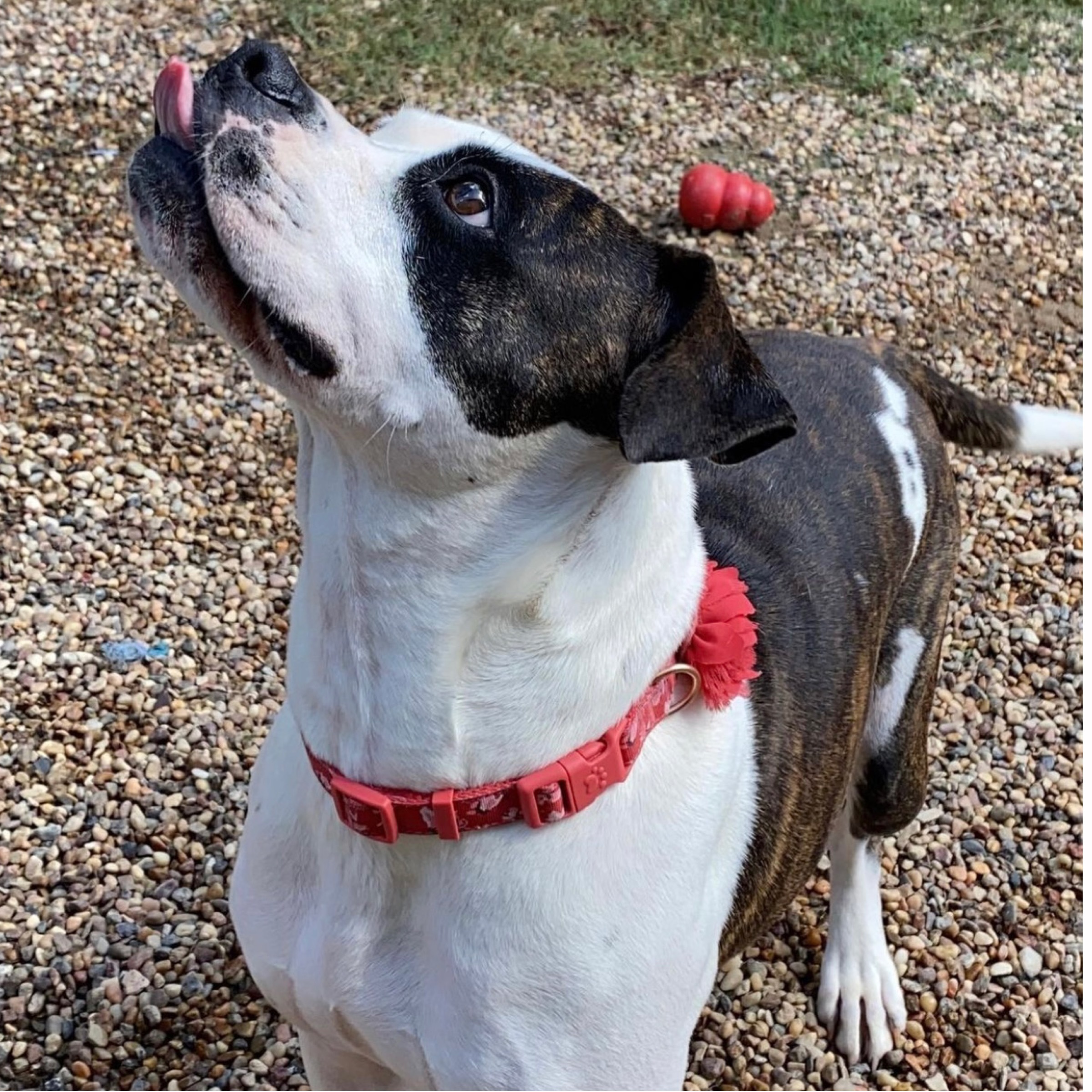 Abbey, an adoptable American Bulldog in Kingwood, TX, 77325 | Photo Image 2
