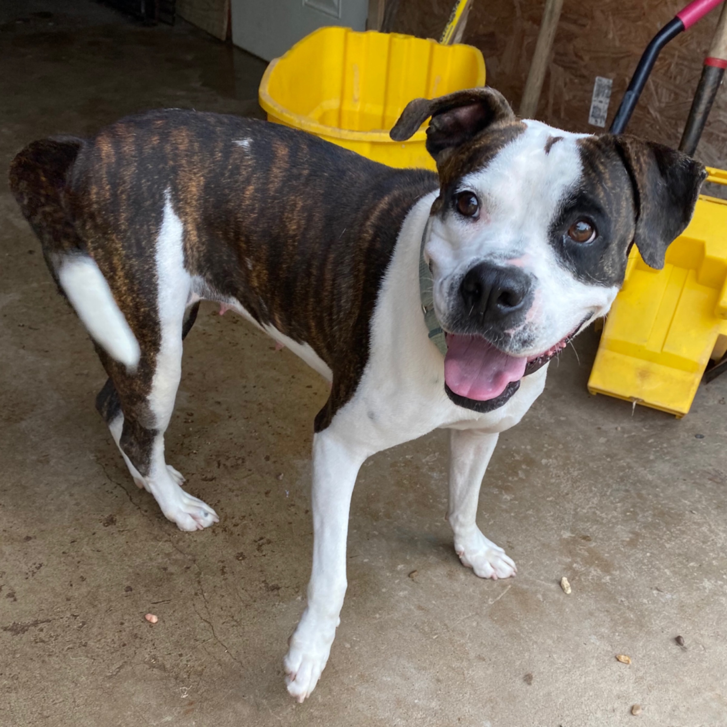 Abbey, an adoptable American Bulldog in Kingwood, TX, 77325 | Photo Image 1
