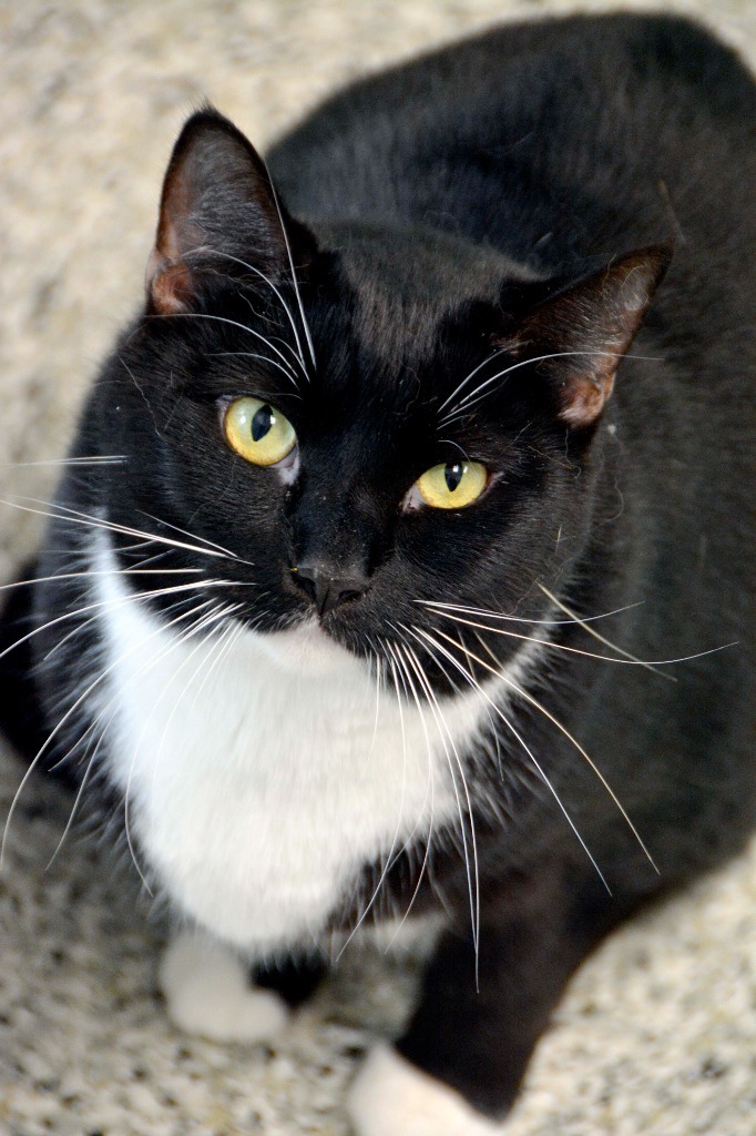 CHER, an adoptable Domestic Short Hair in New Bern, NC, 28563 | Photo Image 1