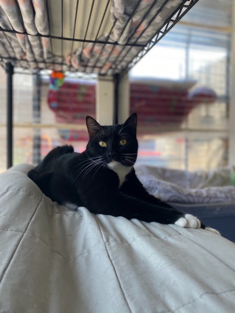 CHER, an adoptable Domestic Short Hair in New Bern, NC, 28563 | Photo Image 2