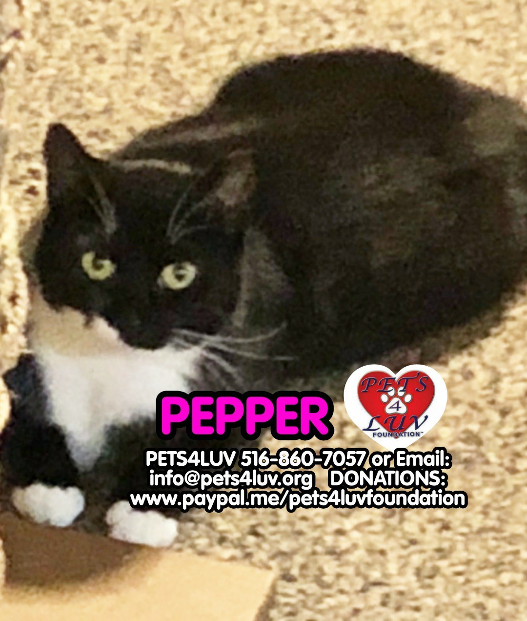 Pepper, an adoptable Domestic Short Hair in Westbury, NY, 11590 | Photo Image 1