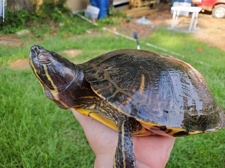 Alice, an adoptable Red-Eared Slider in Florence, MS_image-2