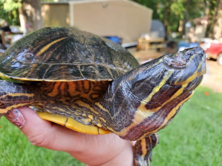 Alice, an adoptable Red-Eared Slider in Florence, MS_image-3