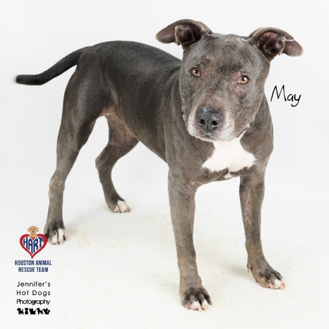 May, an adoptable Staffordshire Bull Terrier in Tomball, TX, 77377 | Photo Image 2