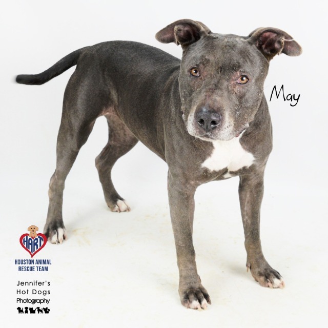 May, an adoptable Staffordshire Bull Terrier in Hockley, TX, 77447 | Photo Image 2