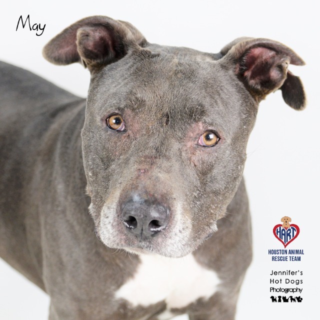 May, an adoptable Staffordshire Bull Terrier in Tomball, TX, 77377 | Photo Image 1