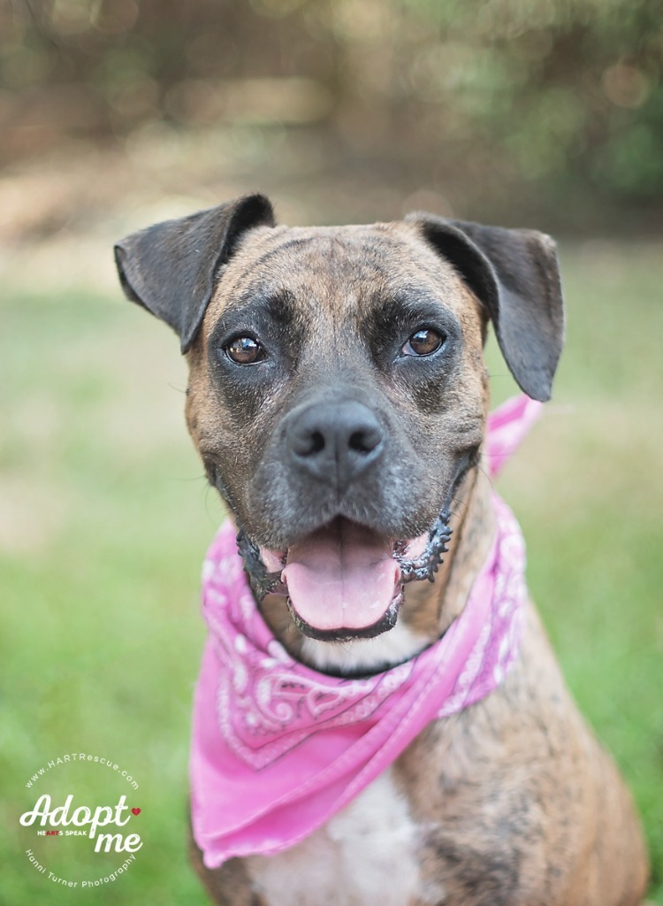 Violet, an adoptable Mastiff, Terrier in Tomball, TX, 77377 | Photo Image 5