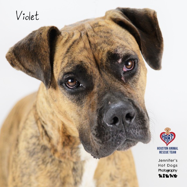 Violet, an adoptable Mastiff, Terrier in Tomball, TX, 77377 | Photo Image 1