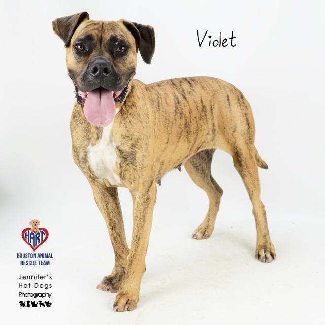 Violet, an adoptable Mastiff, Terrier in Tomball, TX, 77377 | Photo Image 2