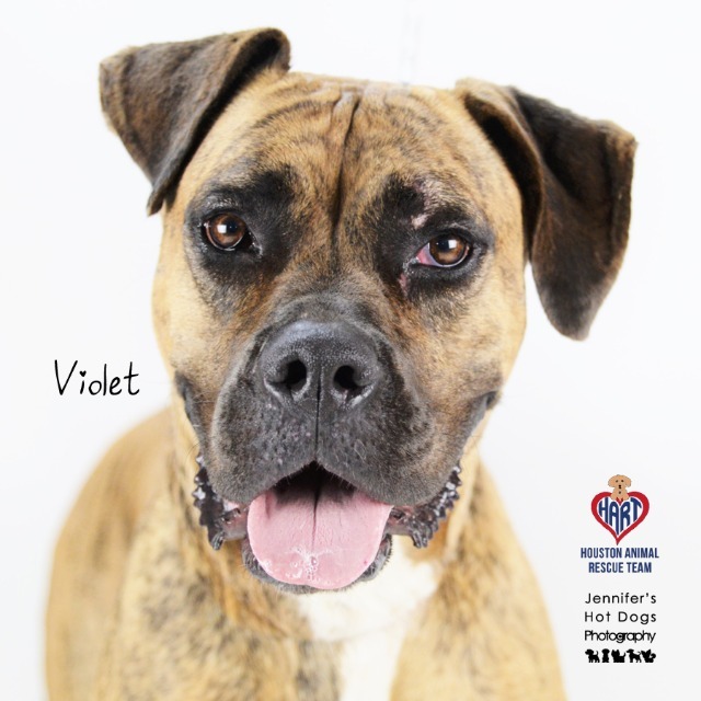 Violet, an adoptable Mastiff, Terrier in Tomball, TX, 77377 | Photo Image 3