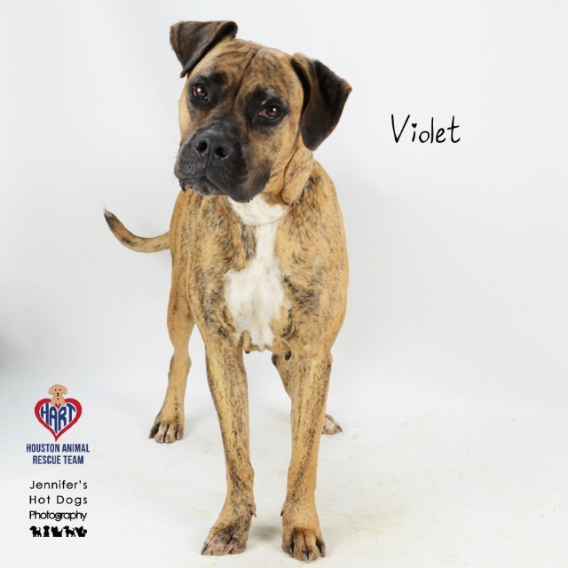 Violet, an adoptable Mastiff, Terrier in Tomball, TX, 77377 | Photo Image 4