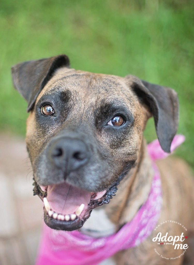 Violet, an adoptable Mastiff, Terrier in Tomball, TX, 77377 | Photo Image 5