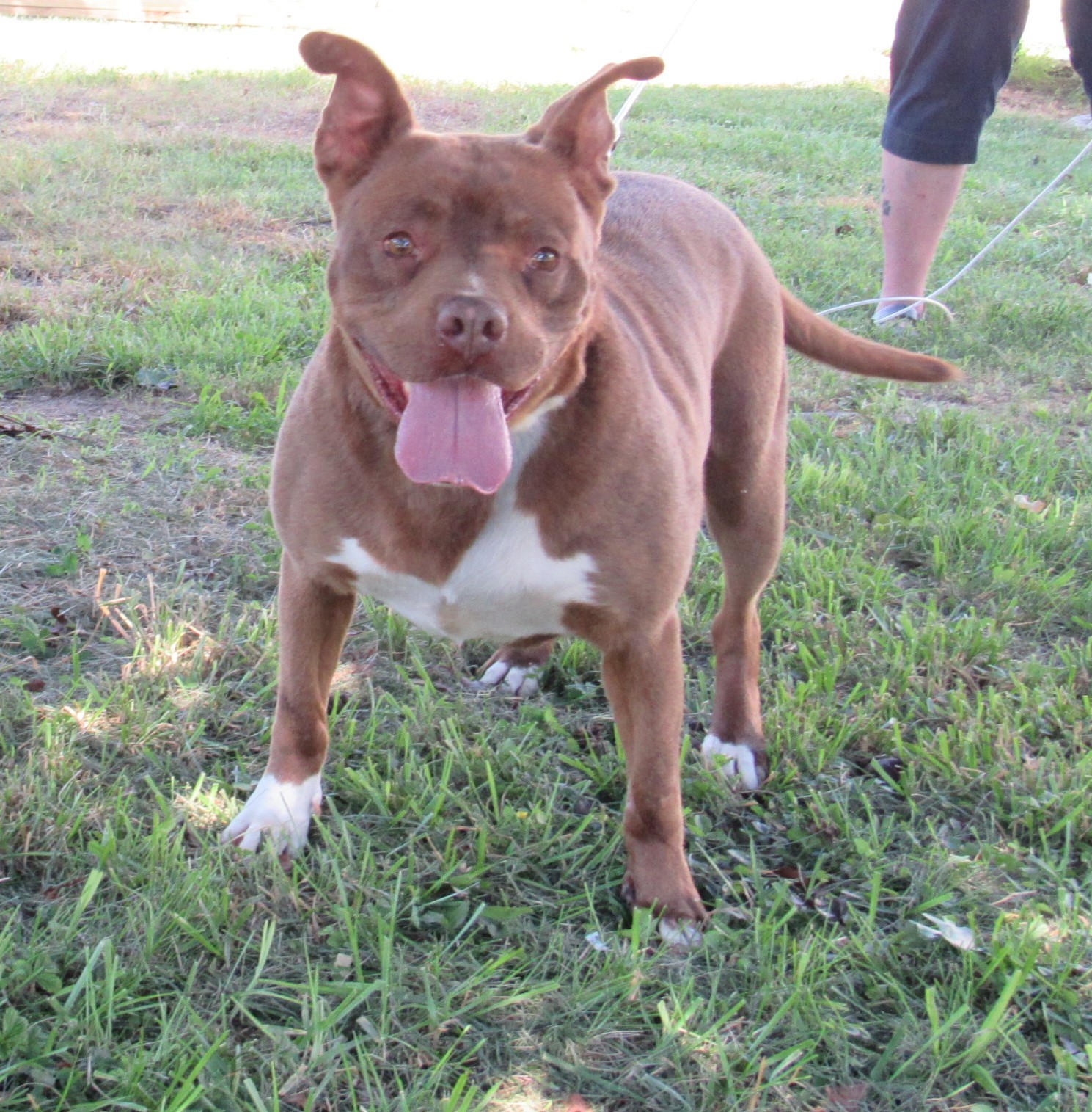 Rita - $100, an adoptable Pit Bull Terrier in Cookeville, TN, 38506 | Photo Image 2
