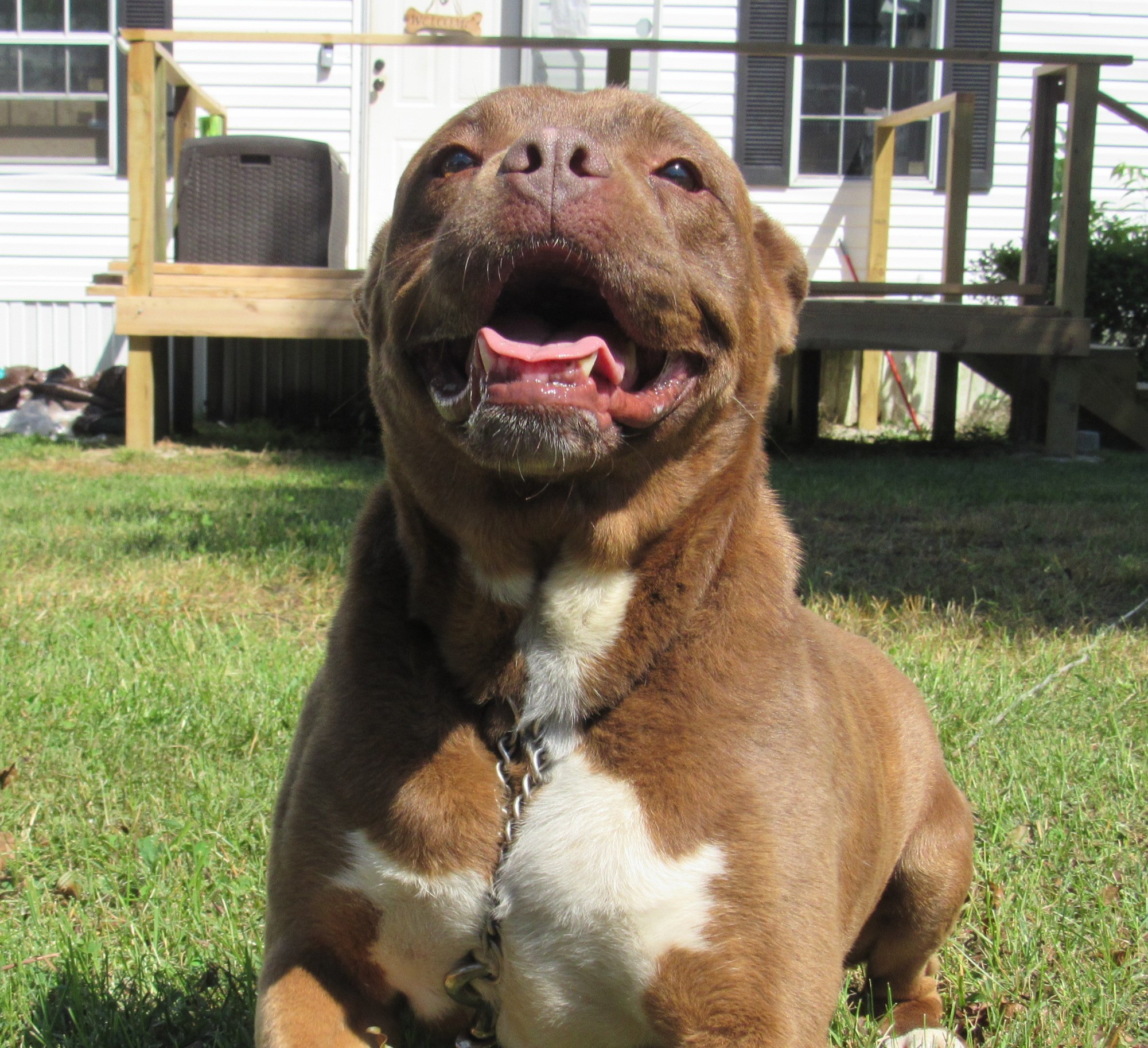 Rita - $100, an adoptable Pit Bull Terrier in Cookeville, TN, 38506 | Photo Image 3
