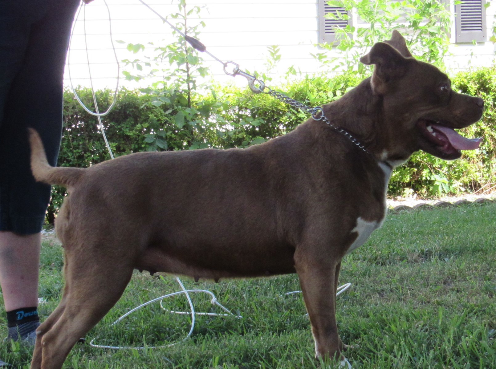 Rita - $100, an adoptable Pit Bull Terrier in Cookeville, TN, 38506 | Photo Image 4