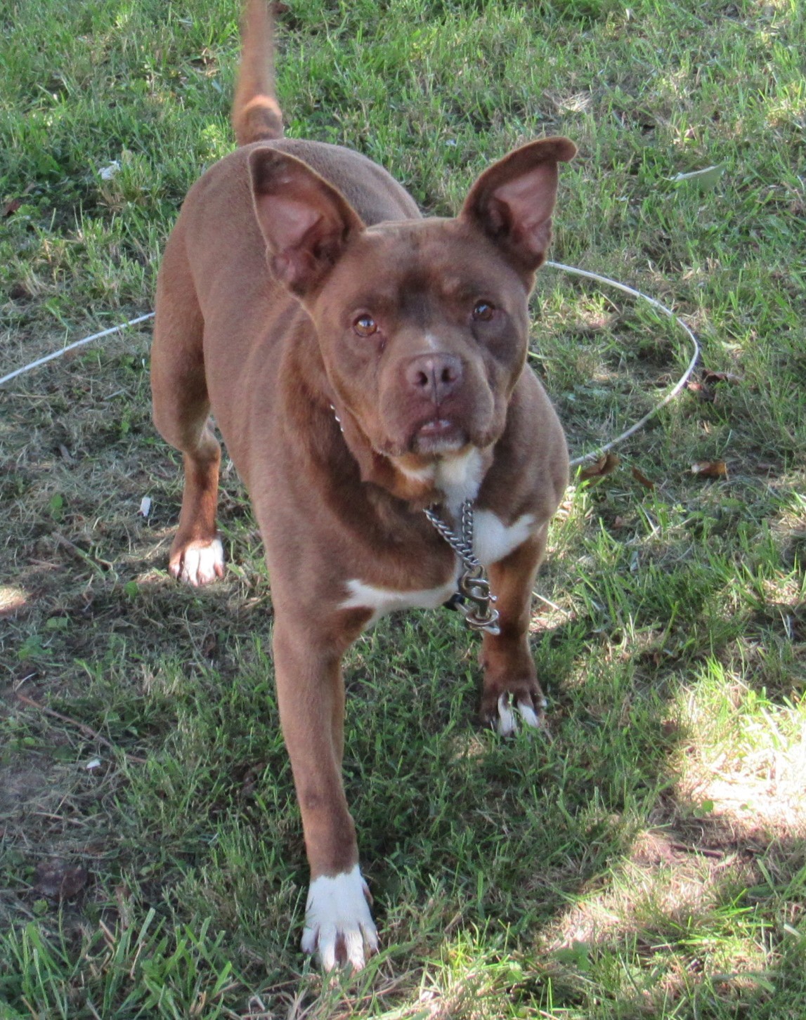 Rita - $100, an adoptable Pit Bull Terrier in Cookeville, TN, 38506 | Photo Image 5