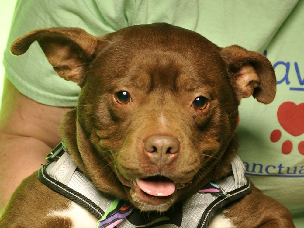 Rita - $100, an adoptable Pit Bull Terrier in Cookeville, TN, 38506 | Photo Image 1