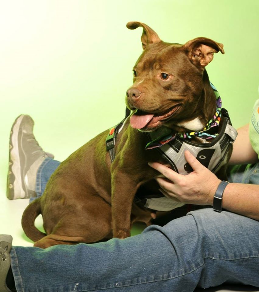 Rita - $100, an adoptable Pit Bull Terrier in Cookeville, TN, 38506 | Photo Image 6